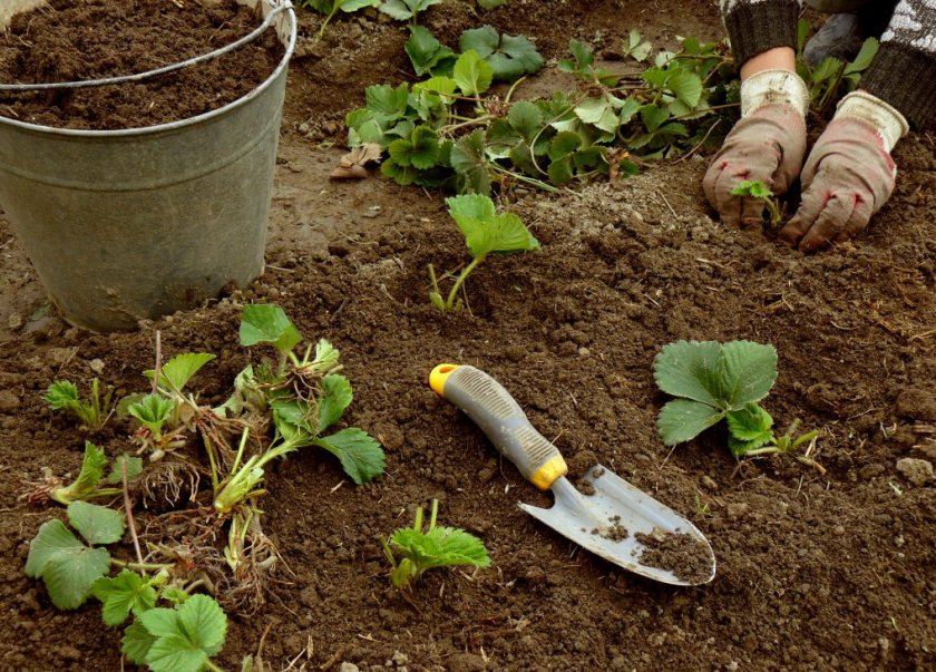 Место под посадку клубники Место под посадку клубники
