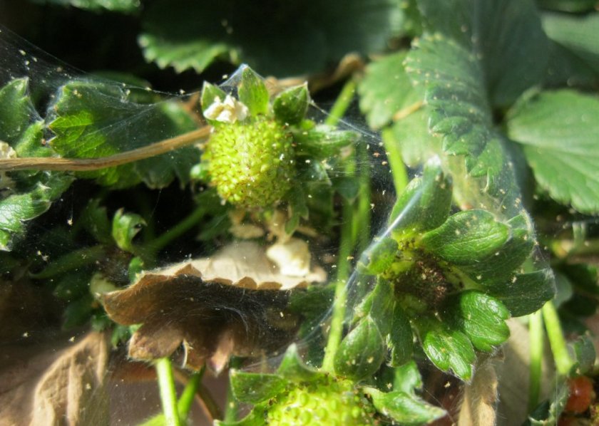 Паутинный клещ на клубнике Паутинный клещ на клубнике