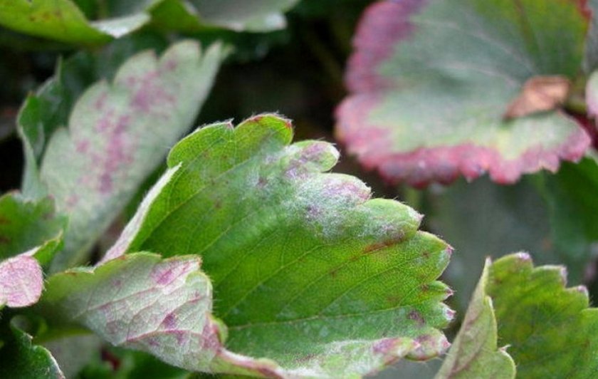 Мучнистая роса на клубнике Мучнистая роса на клубнике