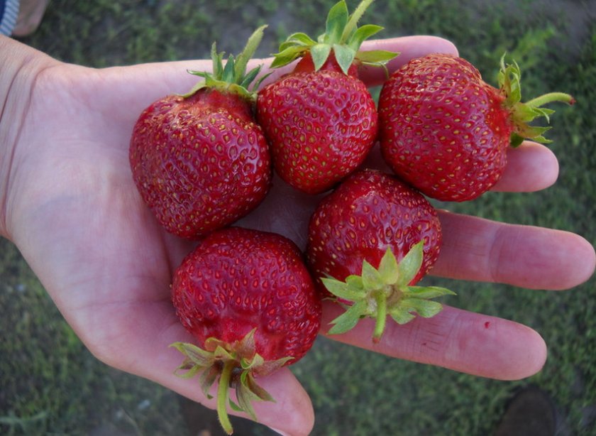 Клубника Дукат Клубника Дукат