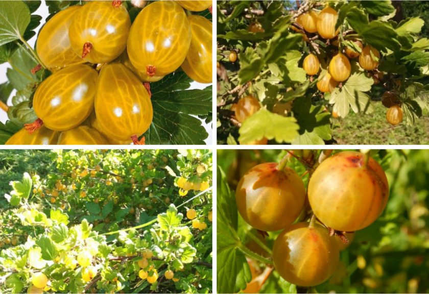 Крыжовник Медовый