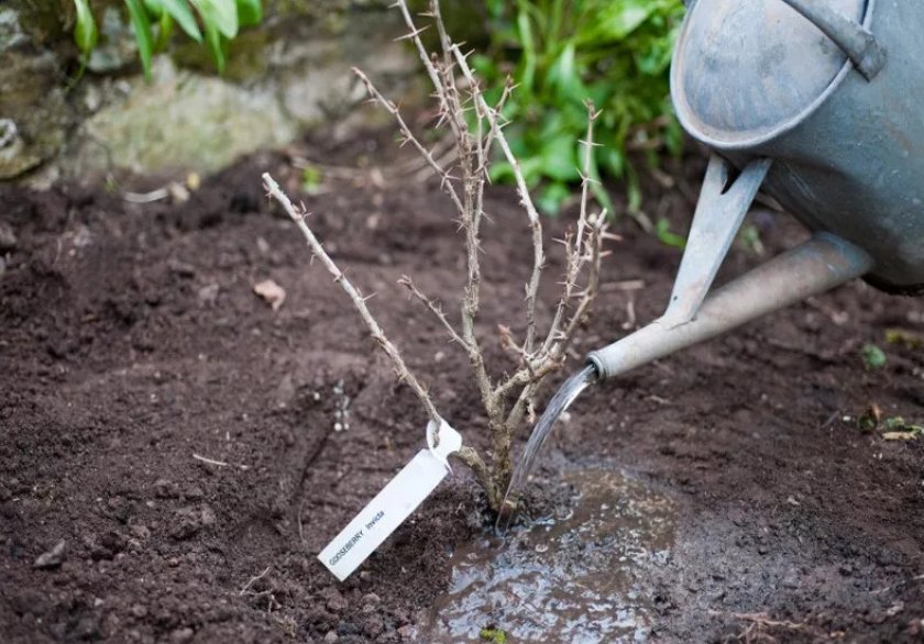 Схема посадки крыжовника