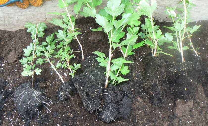 Посадочный материал