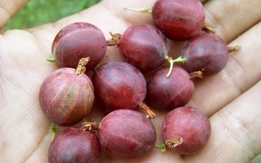 Ягоды сорта Хиннонмаки Ред