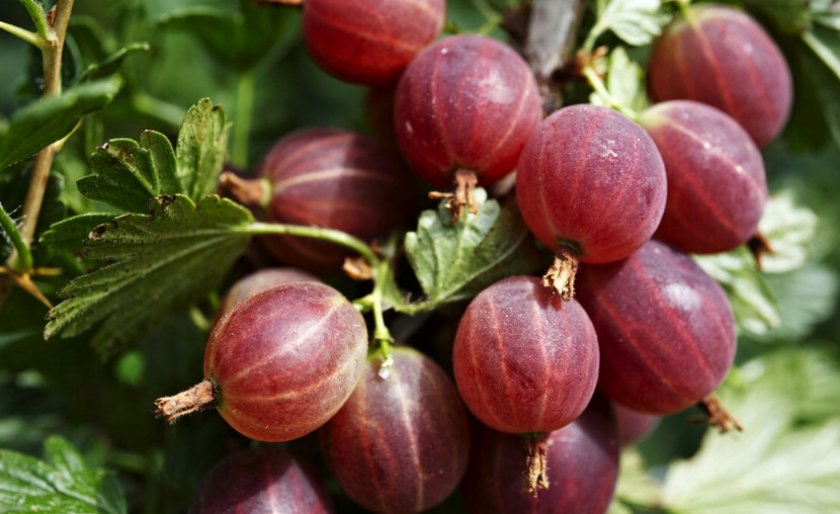 Сорт крыжовника Хиннонмаки Ред