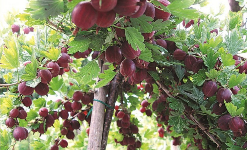 Плодоношение куста крыжовника Хиннонмаки Ред