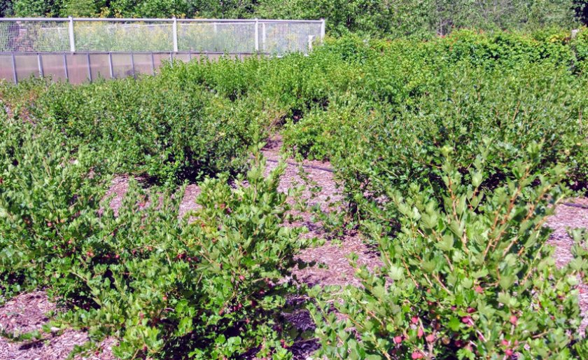 Место для посадки крыжовника