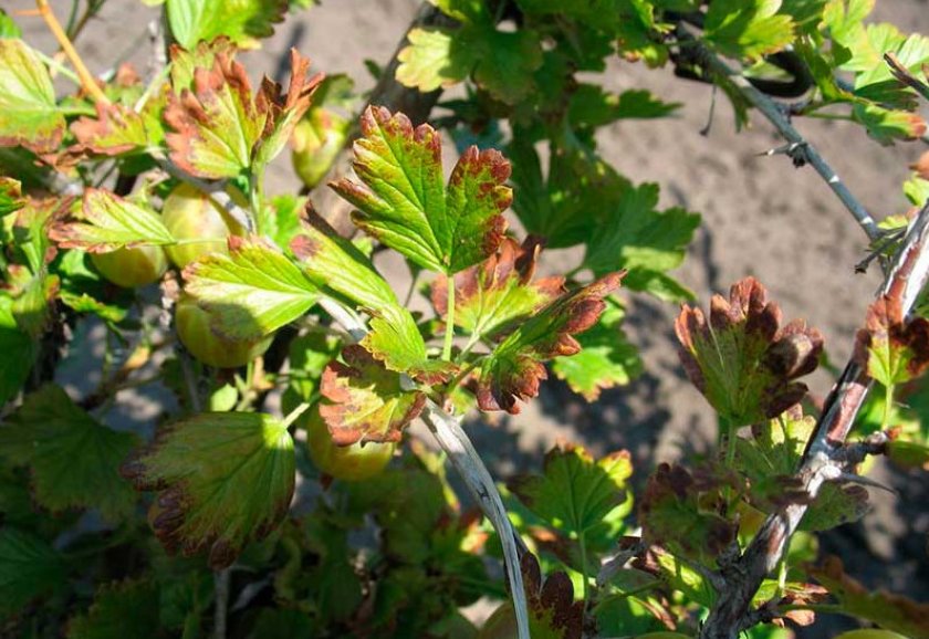Антракноз крыжовника