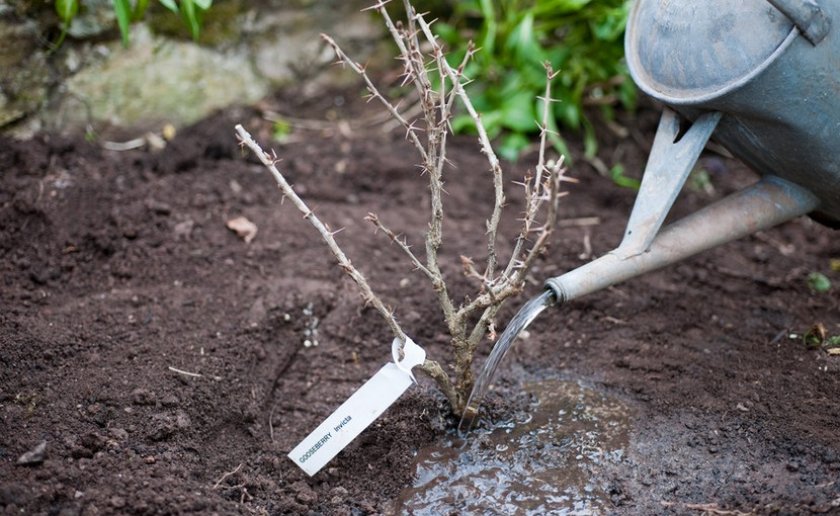Первый полив крыжовника