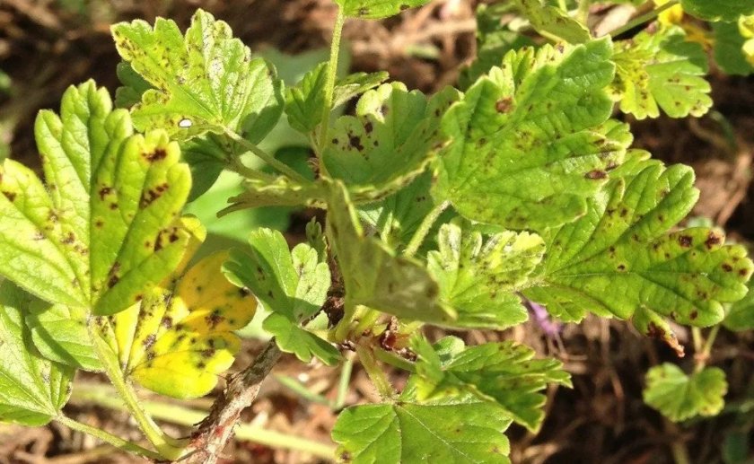 Септориоз крыжовника