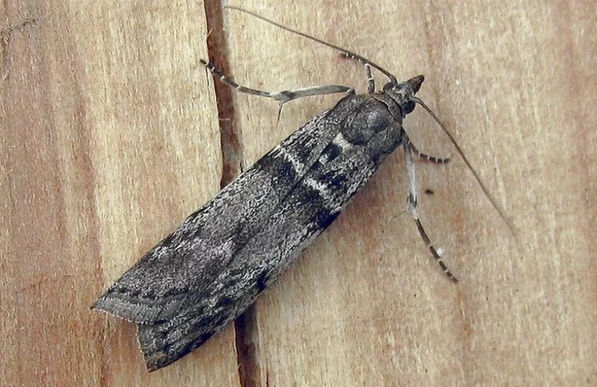 Огнёвка на крыжовнике