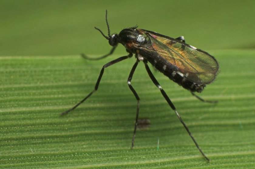 Галлица на крыжовнике