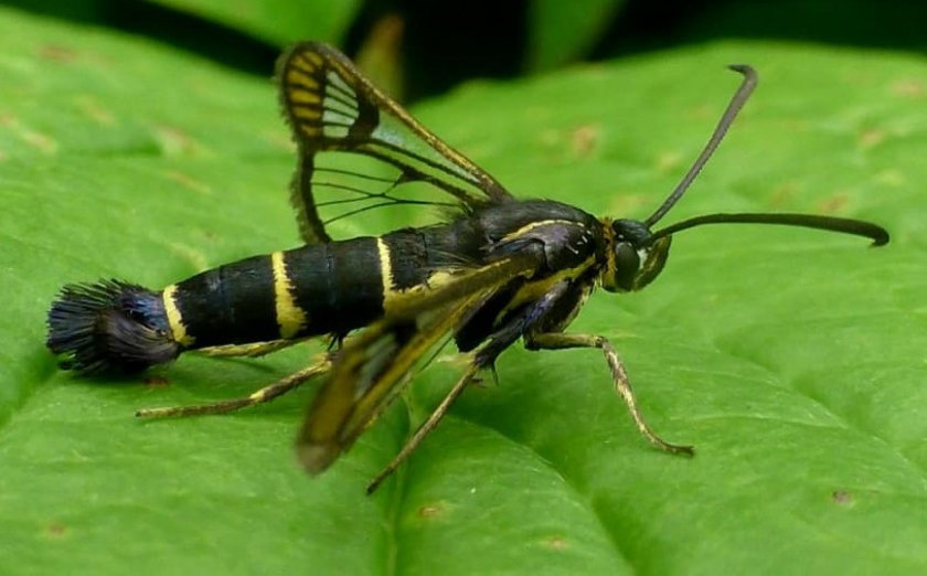 Стеклянница на крыжовнике