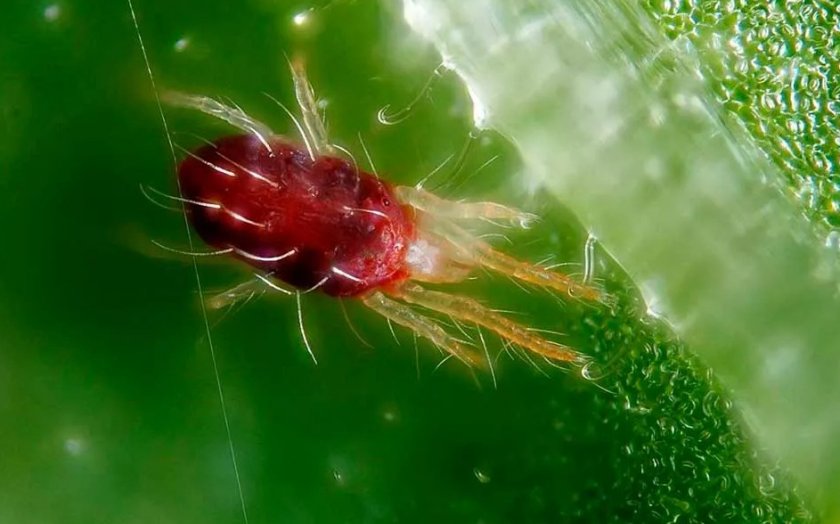 Паутинный клещ на крыжовнике