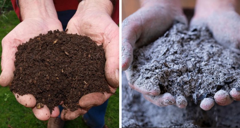 Удобрение перегноем и древесной золой