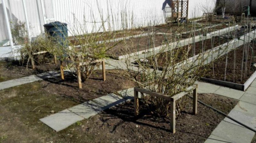 Кустодержатель для кустов крыжовника