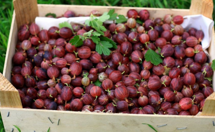 Урожай крыжовника Хиннонмаки Ред