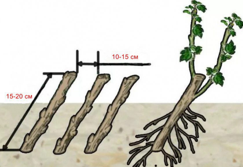 Размножение крыжовника черенками