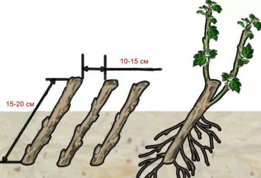 Размножение черенками
