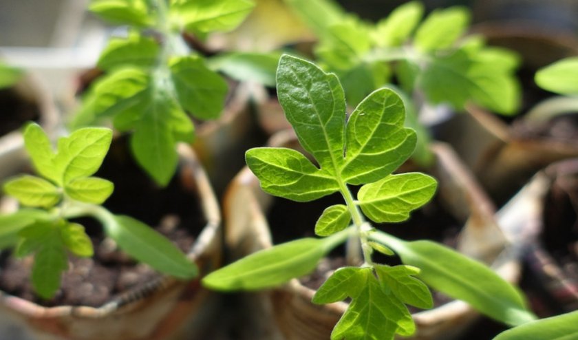 Рассада томатов