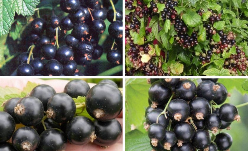 Смородина сорта Черешневая Смородина сорта Черешневая