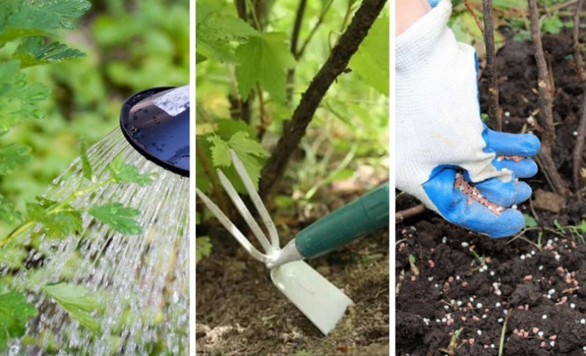 Уход за смородиной Уход за смородиной