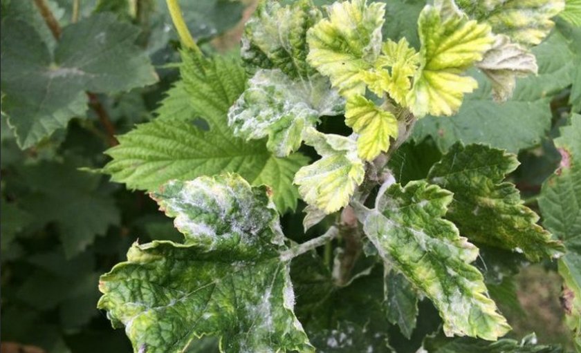 Мучнистая роса на смородине Мучнистая роса на смородине