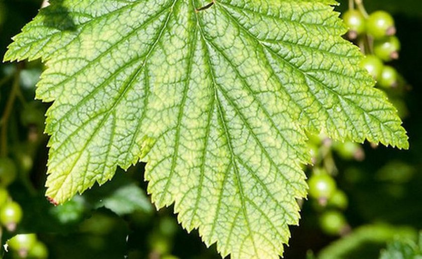 Полосатая мозаика на смородине Полосатая мозаика на смородине