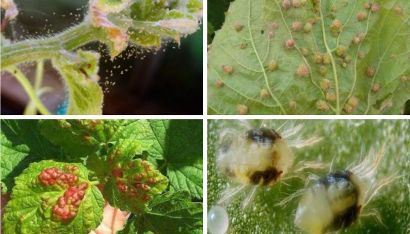 Клещ на смородине Клещ на смородине