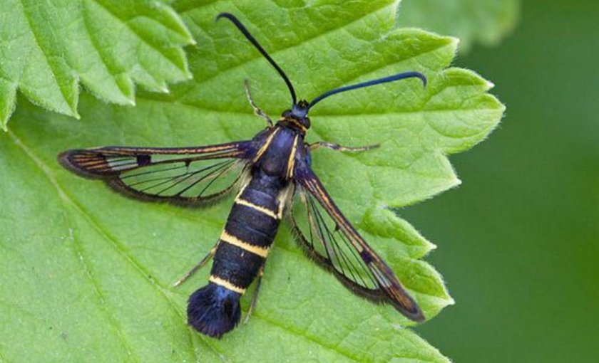 Стеклянница на смородине Стеклянница на смородине