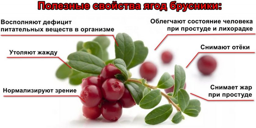 Польза ягод брусники