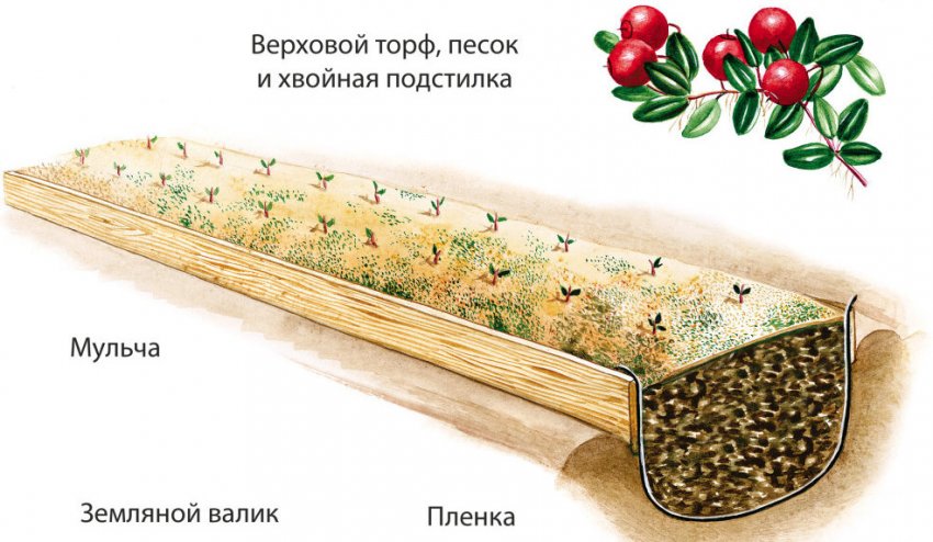Схема посадки журавлини Схема посадки журавлини