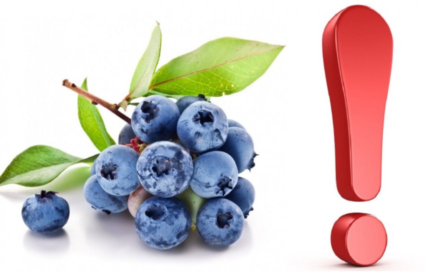 Противопаказания к употреблению голубики Противопаказания к употреблению голубики