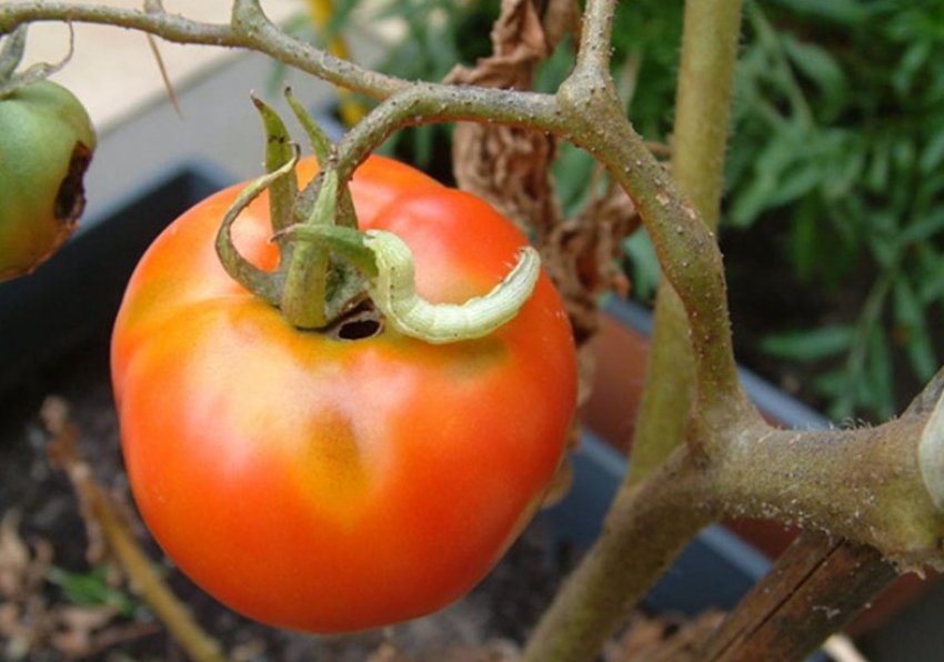 Совка на томатах