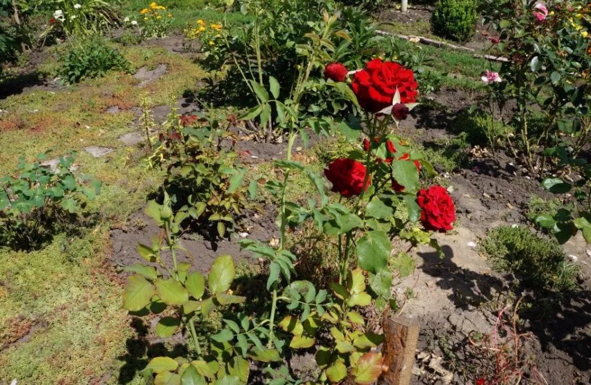 Шиповник растет внутри куста розы