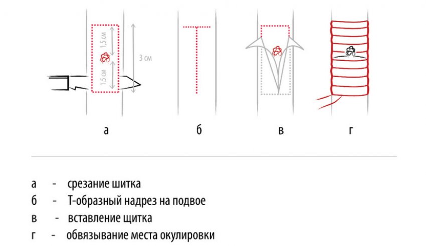 Схема окулировки