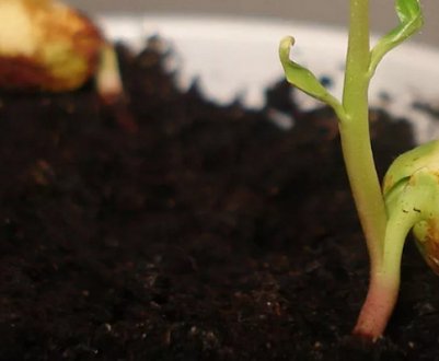 Выращивание миндаля из косточки, пересадка в грунт и дальнейший уход