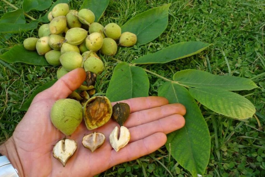 Плоды маньчжурского ореха