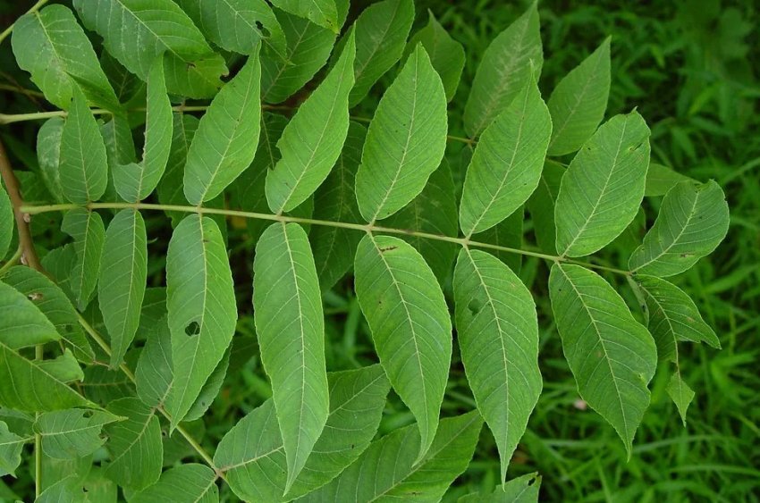 Листья маньчжурского ореха