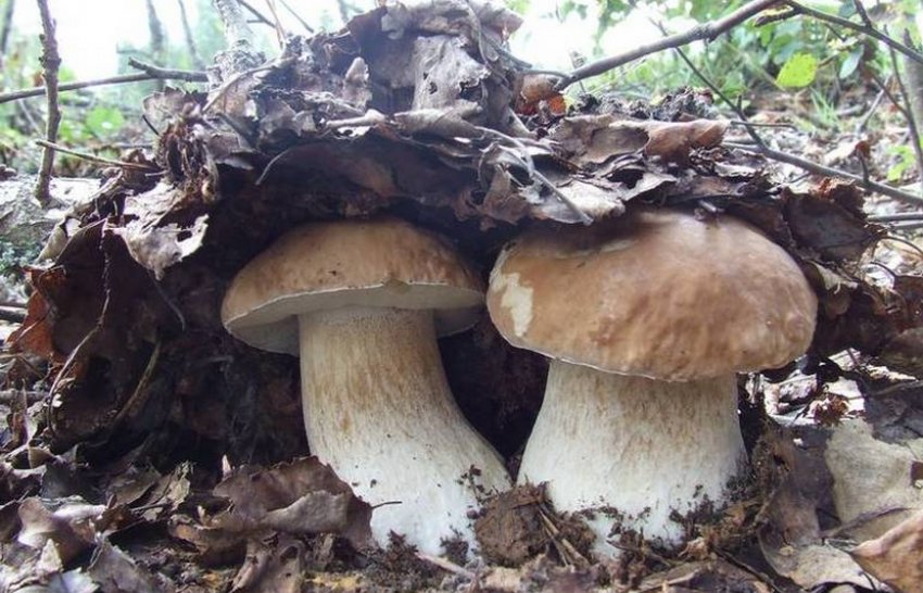 Белые грибы плодоношение