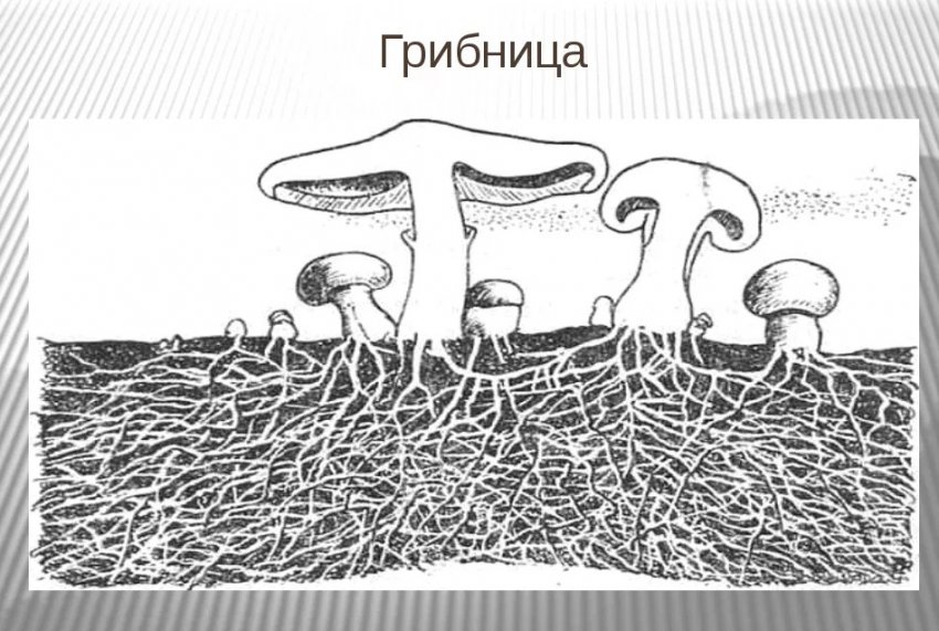 Грибница Грибница