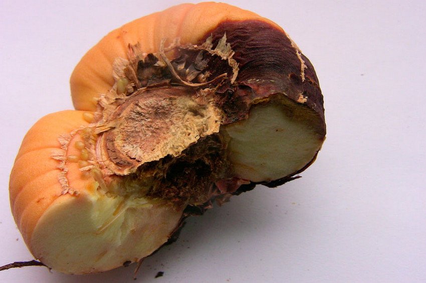 Фузариоз луковицы гладиолуса
