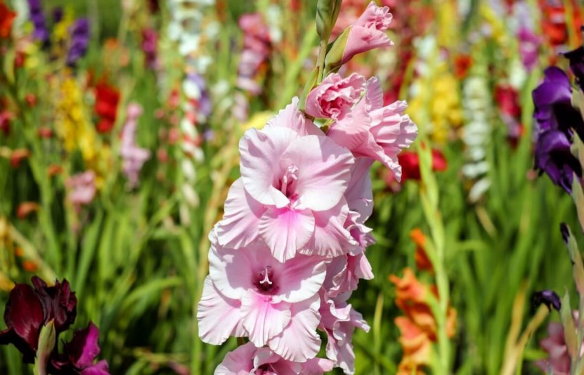 Гладиолусы Гладиолусы