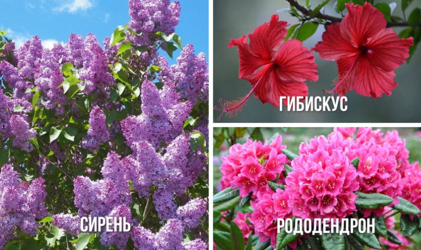Растения, с которыми хорошо сочетается туя