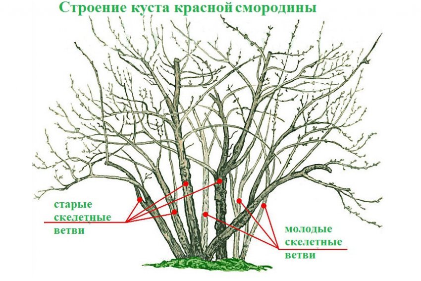 Формируемая живая изгородь из смородины. . Формируемая живая изгородь из смородины фото. Формируемая живая изгородь из смородины-. картинка Формируемая живая изгородь из смородины. картинка . Несмотря на то, что современные ландшафтные дизайнеры все больше стараются отойти от сада советского типа, различные ягодные кустарники не теряют при оформлении пространства участка своей популярности. Одним из них является черная смородина. В свете новых тенденций оформления сада будет интересным решением живая изгородь из черной смородины.