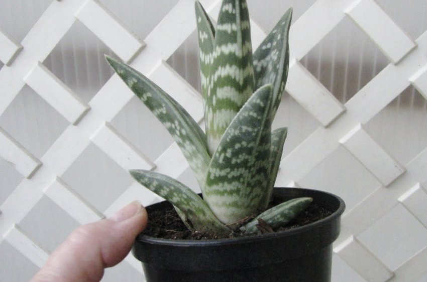 Aloe variegata