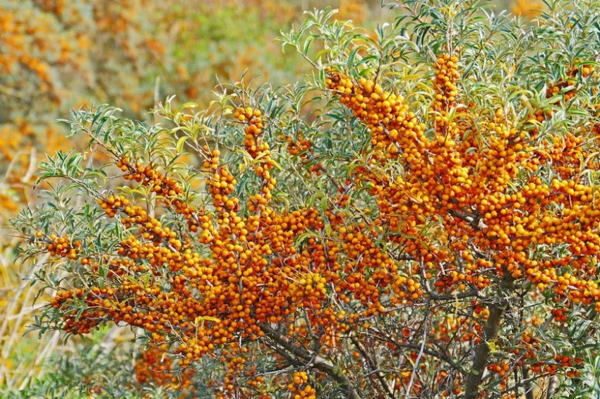 Хорошо освещенный участок Хорошо освещенный участок