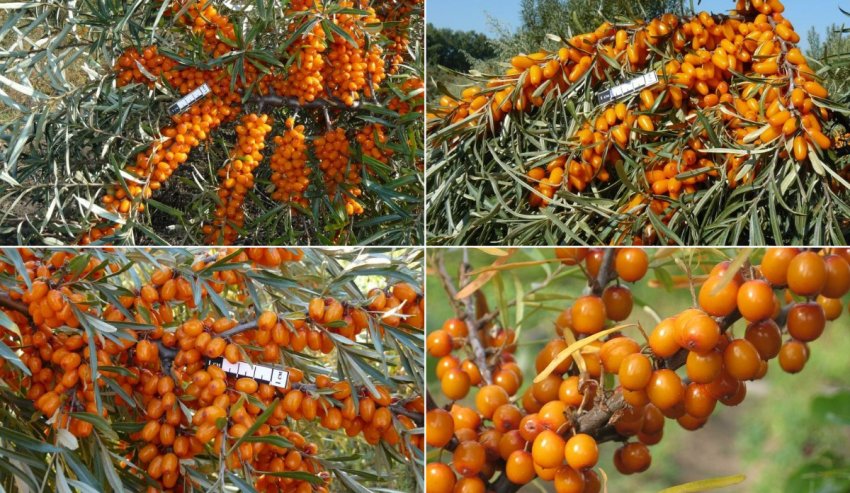 Облепиха Ажурная Облепиха Ажурная