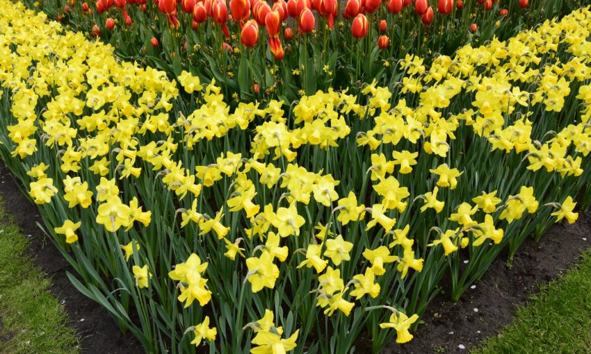 Цветы в ландшафтном дизайне Цветы в ландшафтном дизайне