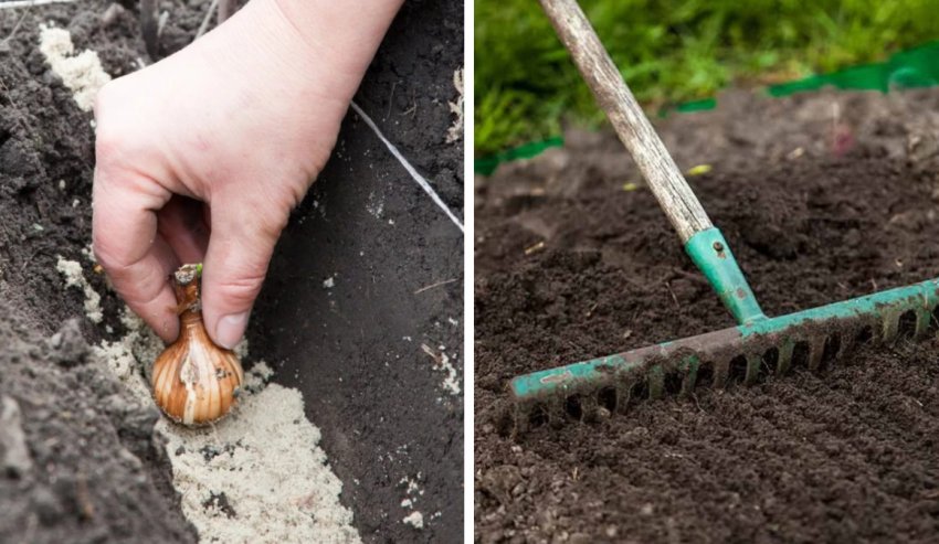 Посадка цветов Посадка цветов